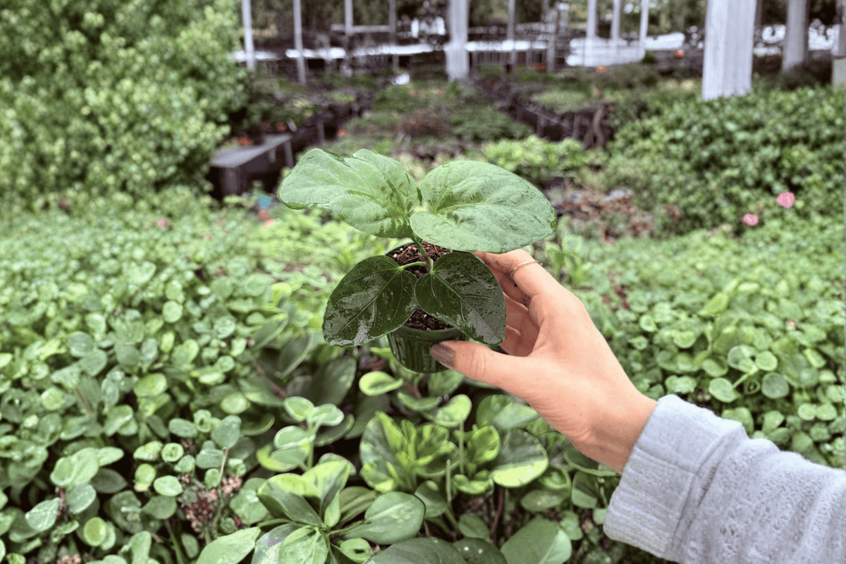My Guy Hibiscus 2 Starter Plants – Hibiscus rosa-sinensis Bare Root