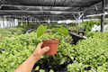 Anthurium Crystal x Papi Golden Live Plants 4-Inch Pot (2-Pack) - Exact Plants