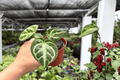 Anthurium Silver Tiger x Silver Blush - 2 Live Plants in 4-Inch Pots