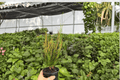 Picasso’s Paintbrush Croton (Codiaeum variegatum) - 2 Live Plants in 4-Inch Pots