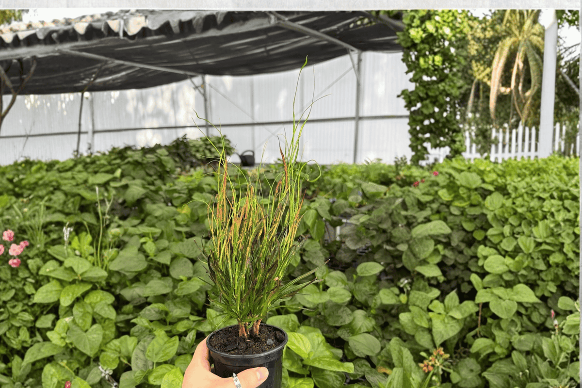 Picasso’s Paintbrush Croton (Codiaeum variegatum) - 2 Live Plants in 4-Inch Pots