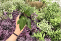 Anthurium Papi x Blue Papi 2 Live 4-Inch Pots | Hybrid Tropical Foliage