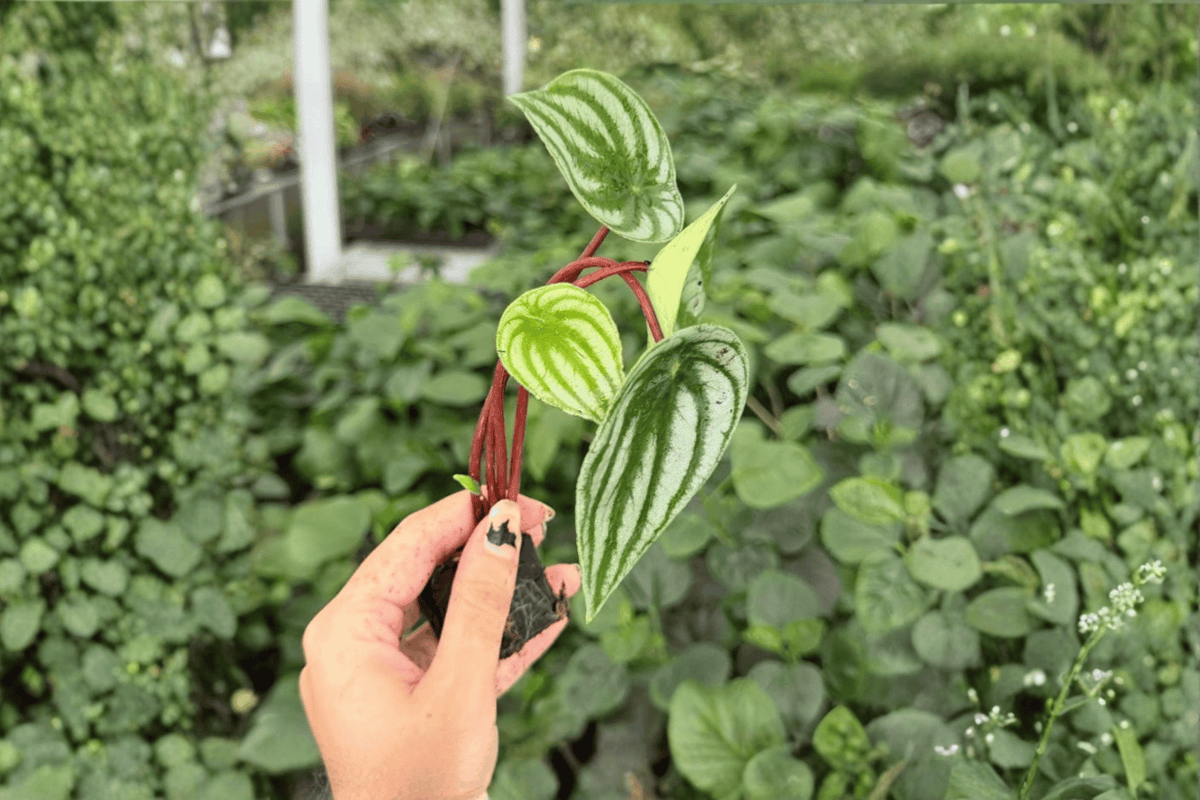 Watermelon Peperomia Peperomia argyreia - 2 Exact Live Starter Plants (Bare Root)