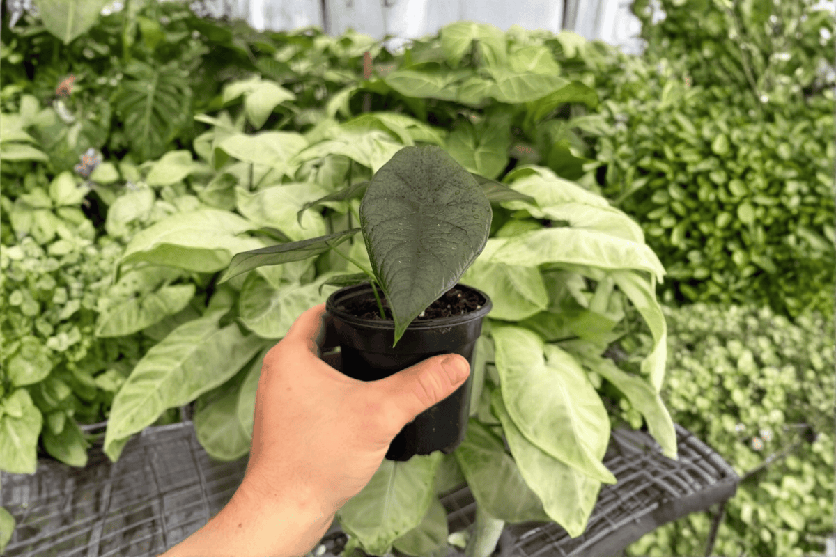 Alocasia Dragon Wings (Dragon Scale x Scalprum) - 2 Live Plants in 4-Inch Pots