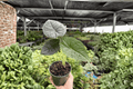 Alocasia Melo Live Plants - 2 Potted 4-Inch Plants (Alocasia melo)