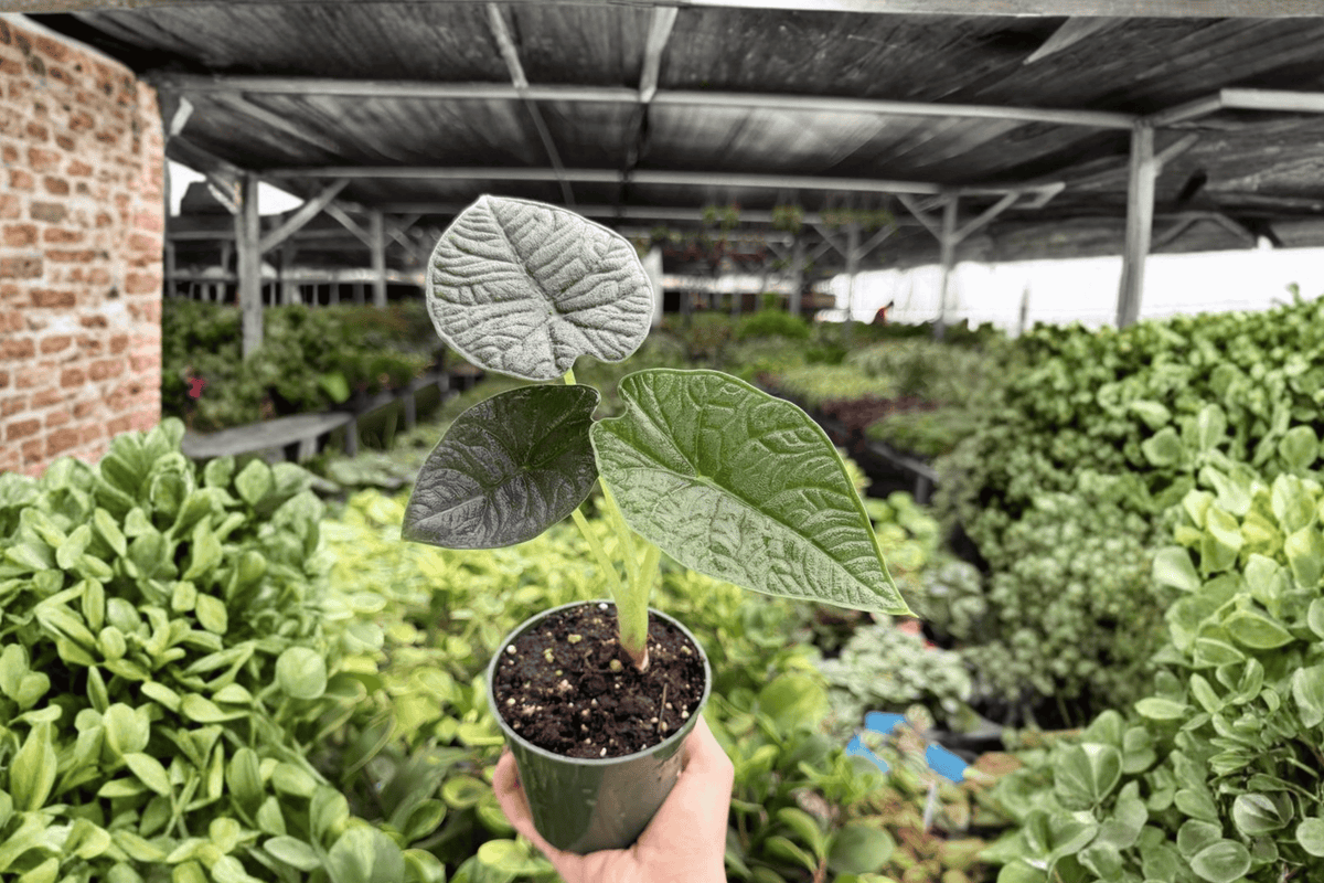 Alocasia Melo Live Plants - 2 Potted 4-Inch Plants (Alocasia melo)