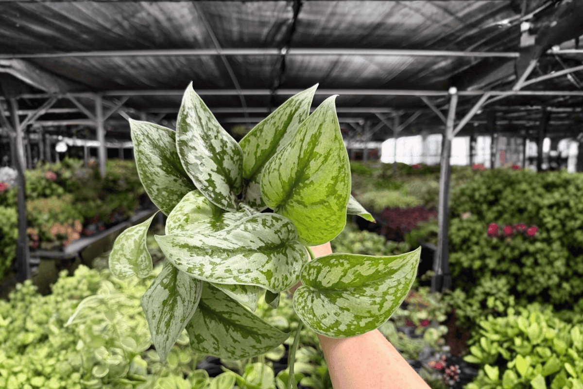 Scindapsus Exotica (Exotica) - 2 Live Plants in 4-Inch Pots