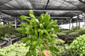 Hoya bilobata - 2 Bare Root Live Plants, 4-Inch Pot Size (Exact Plants pictured)
