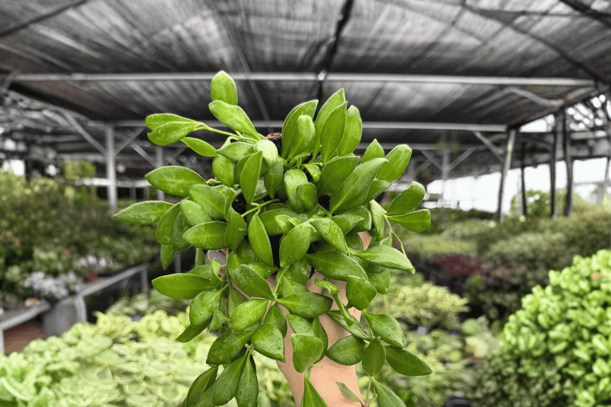 Hoya bilobata - 2 Bare Root Live Plants, 4-Inch Pot Size (Exact Plants pictured)