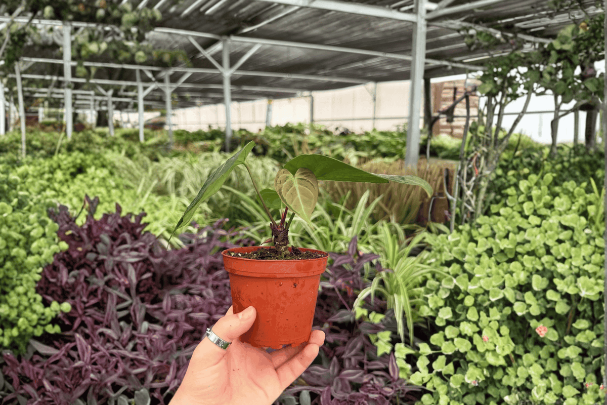 Anthurium AOS x Domino - 2 Live Plants in 4" Pots (Exact Plants pictured)