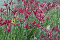 Ruby Velvet Kangaroo Paw Anigozanthos 'Ruby Velvet' - 1 Gallon Live Plant