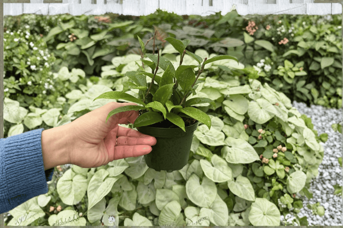 Hoya Jade 2 Live Plants in 4-Inch Pots - Hoya carnosa
