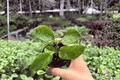 Pinot Noir Hibiscus Starter Plants (2) | Hibiscus rosa-sinensis – Bare Root