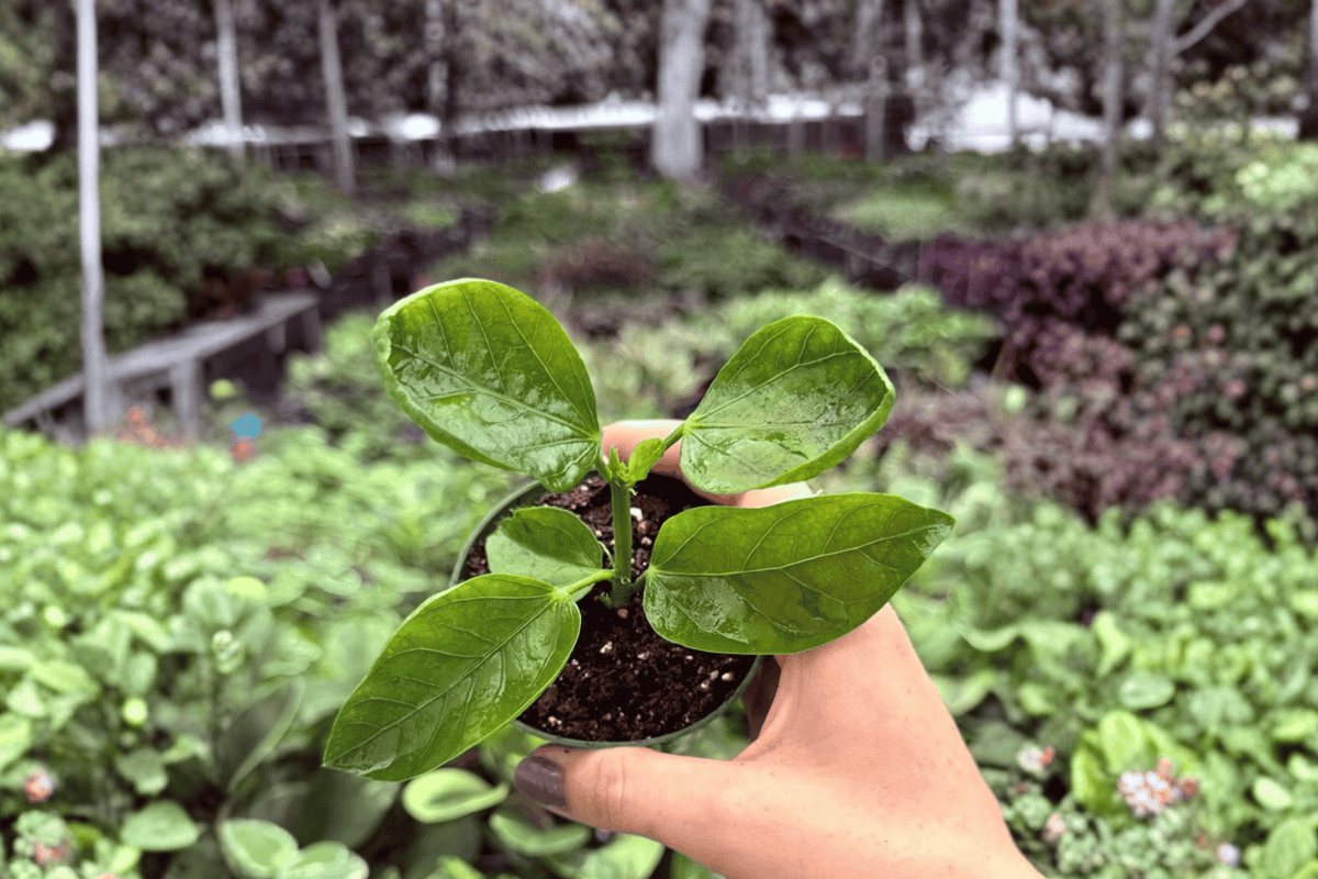 Pinot Noir Hibiscus Starter Plants (2) | Hibiscus rosa-sinensis – Bare Root