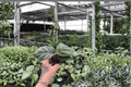 Calathea fasciata 'Rotundifolia' Starter Plants (2) Bare Root