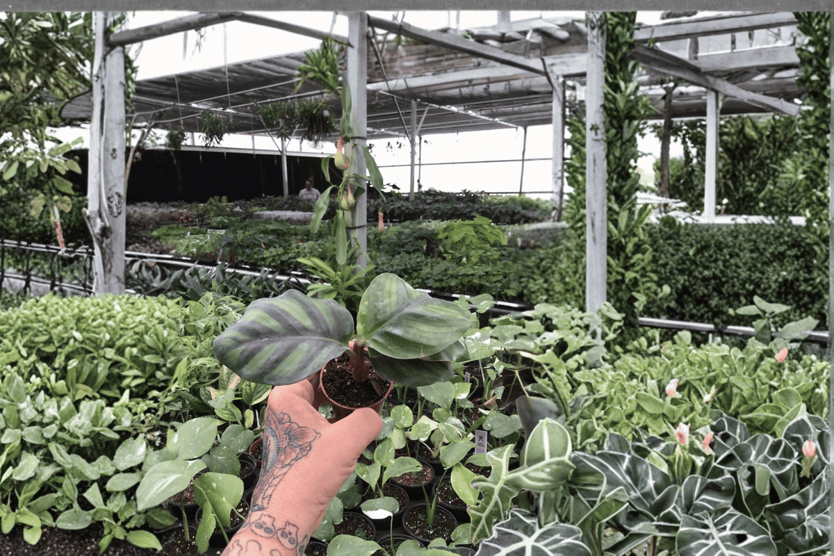 Calathea fasciata 'Rotundifolia' Starter Plants (2) Bare Root