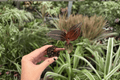 Ludisia discolor Jewel Orchid Starter Plants – 2 Exact Live Plants