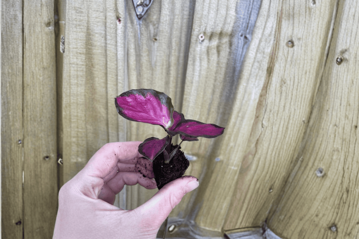 Calathea Crimson Starter Plants (2) - Goeppertia 'Crimson' Bare Root in 2" Pots