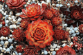 Chick Charms Gold Nugget Hens and Chicks Sempervivum | 4-Inch Pot