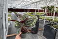 Calathea Medallion Goeppertia roseopicta 'Medallion' - 2 Live 4-Inch Pot Plants