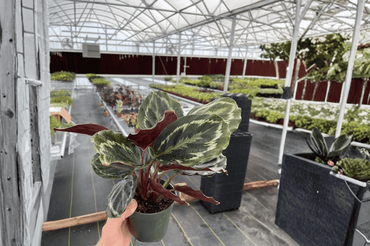 Calathea Medallion Goeppertia roseopicta 'Medallion' - 2 Live 4-Inch Pot Plants