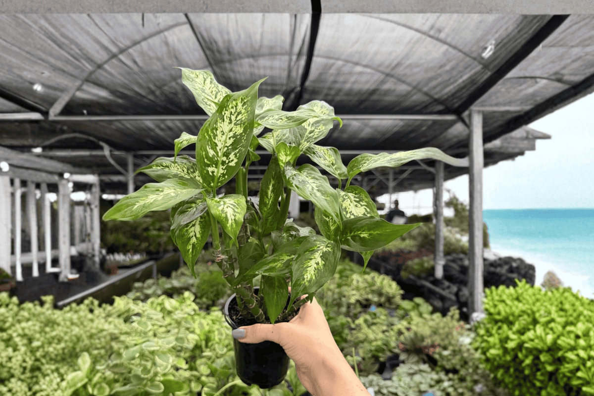 Dieffenbachia Compacta (2 Live Plants) 4-Inch Pots – Shipped Potted