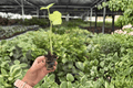Alocasia Snow Odora Batik Variegated Starter Plants – 2 Exact Live Plants