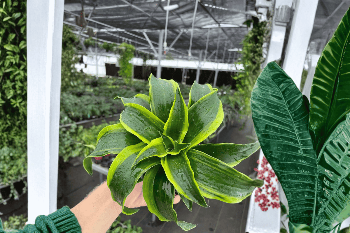 Dracaena Tornado 2 Live Plants in 4-Inch Pots | Dracaena fragrans 'Tornado'