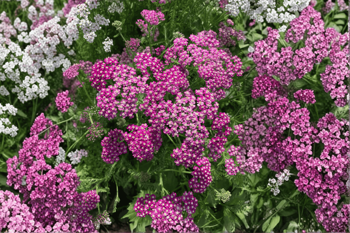 New Vintage Violet Yarrow (Achillea millefolium 'New Vintage Violet') - 4-Inch Pot, 1 Live Plant