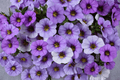 Calibrachoa Ombre Blue Million Bells — 4-Inch Pot, 1 Live Plant
