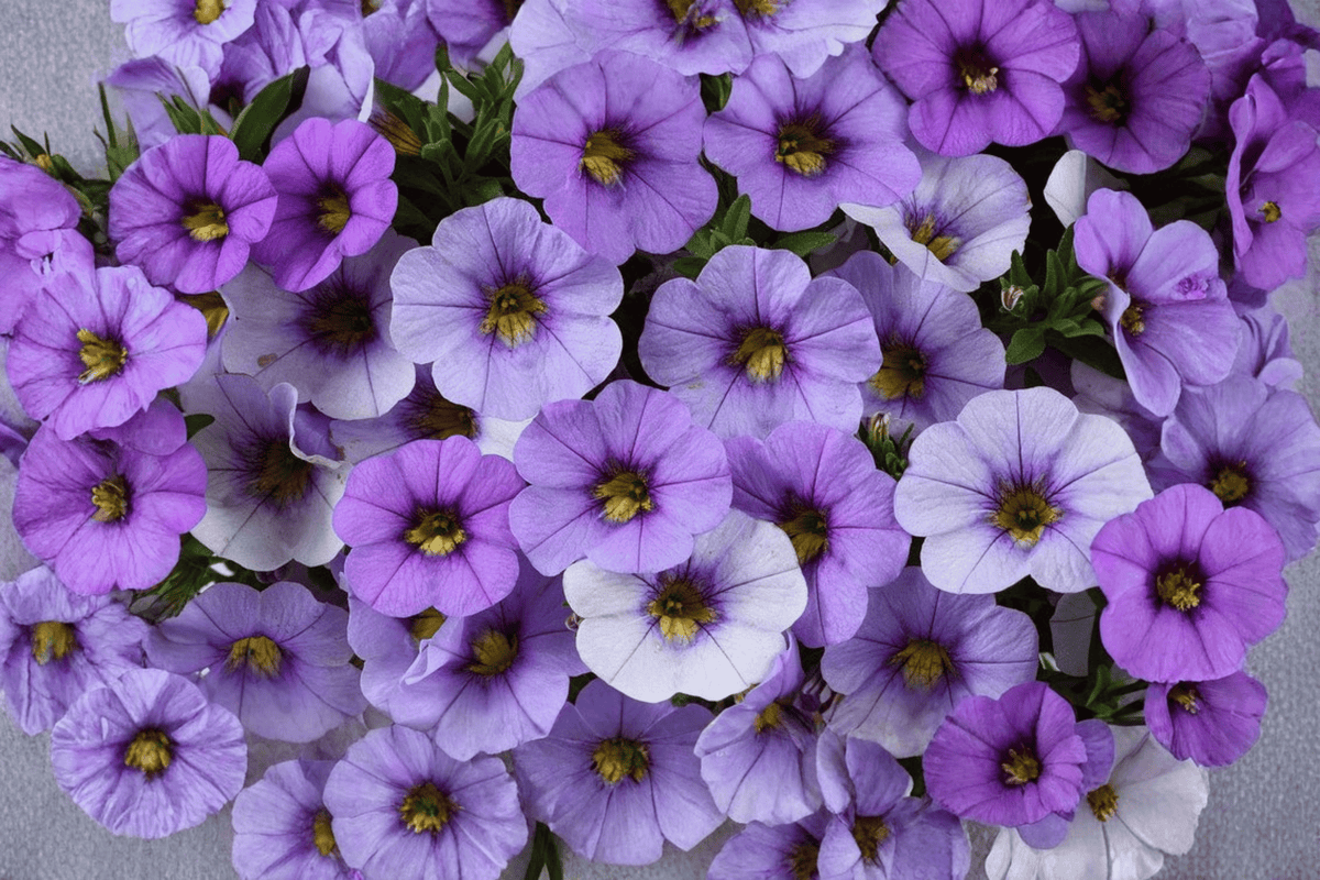 Calibrachoa Ombre Blue Million Bells — 4-Inch Pot, 1 Live Plant