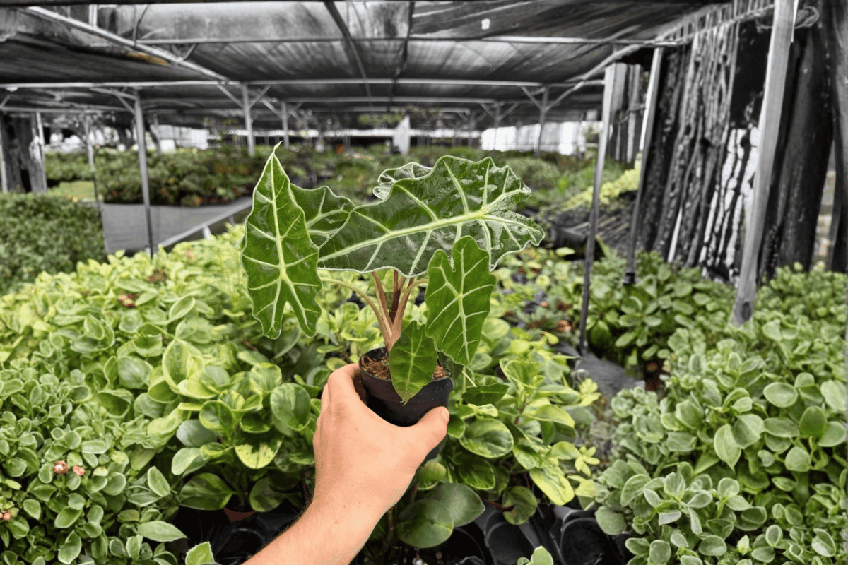 Alocasia Polly 2 Live Plants in 4-Inch Pots | Alocasia 'Polly'