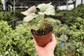 Begonia Harmony's Peace Begonia - 2 Live Plants in 4-Inch Pots (Exact Plants Pictured)