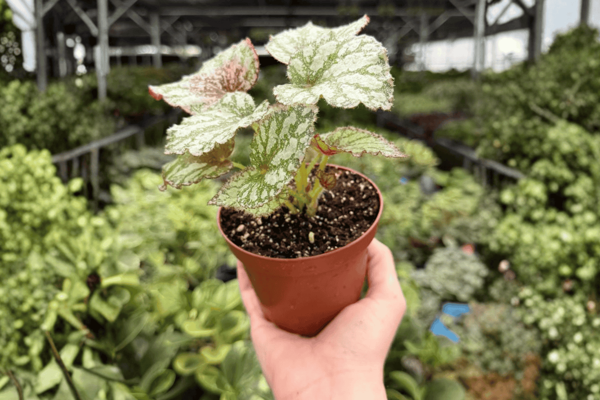 Begonia Harmony's Peace Begonia - 2 Live Plants in 4-Inch Pots (Exact Plants Pictured)
