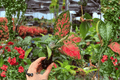 Aglaonema Diamond Red Starter Live Plants - 2x 2" Pots