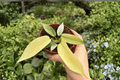 Philodendron Florida Ghost Mint - 2 Live Plants in 4-Inch Pots (Exact Plants)