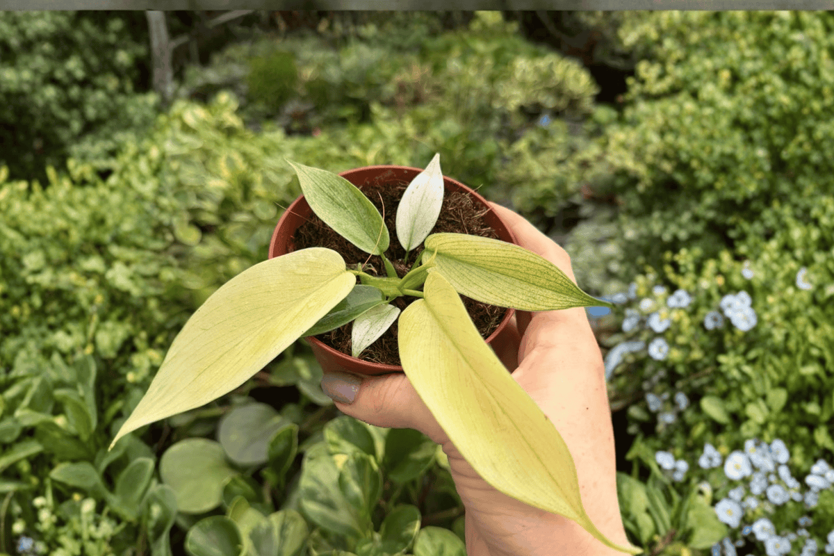 Philodendron Florida Ghost Mint - 2 Live Plants in 4-Inch Pots (Exact Plants)