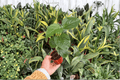 Free Spirit Hibiscus Starter Plants (2) – Bare Root 2-Inch Pots