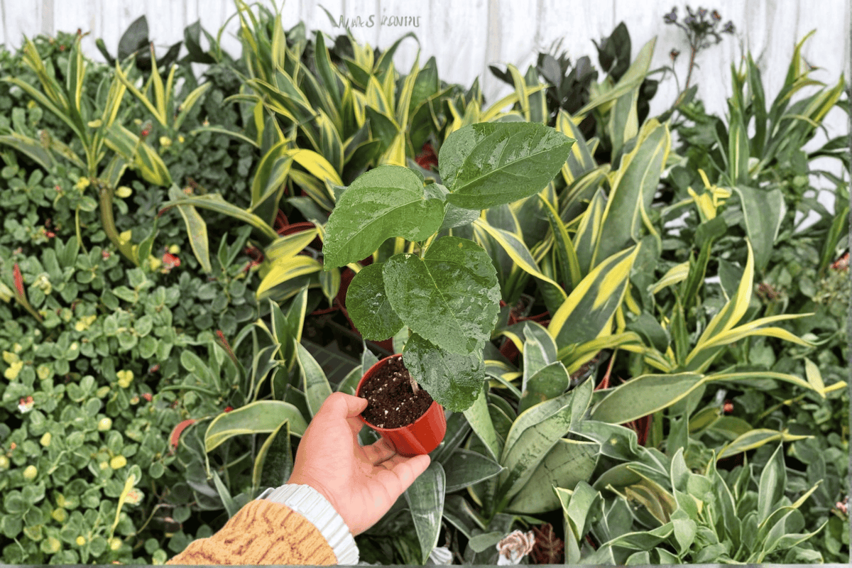 Free Spirit Hibiscus Starter Plants (2) – Bare Root 2-Inch Pots