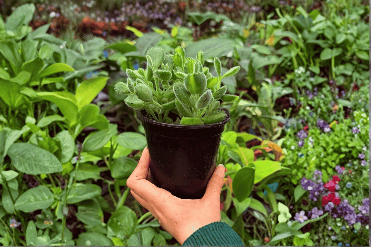 Variegated Bear Paw Cotyledon tomentosa - 2 Exact Plants (4