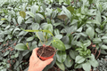 Anthurium AOS × RUDP - 2 Bare-Root Live Plants, 4-Inch Pots