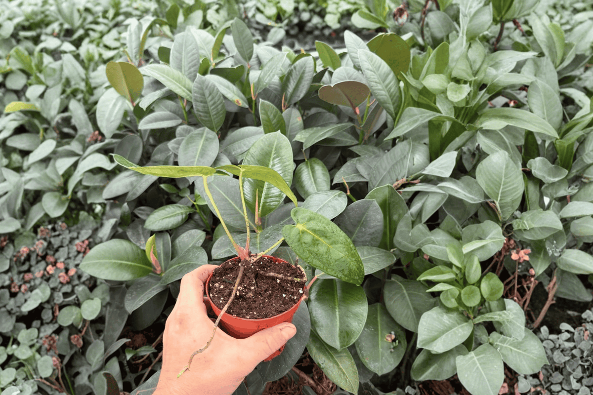 Anthurium AOS × RUDP - 2 Bare-Root Live Plants, 4-Inch Pots