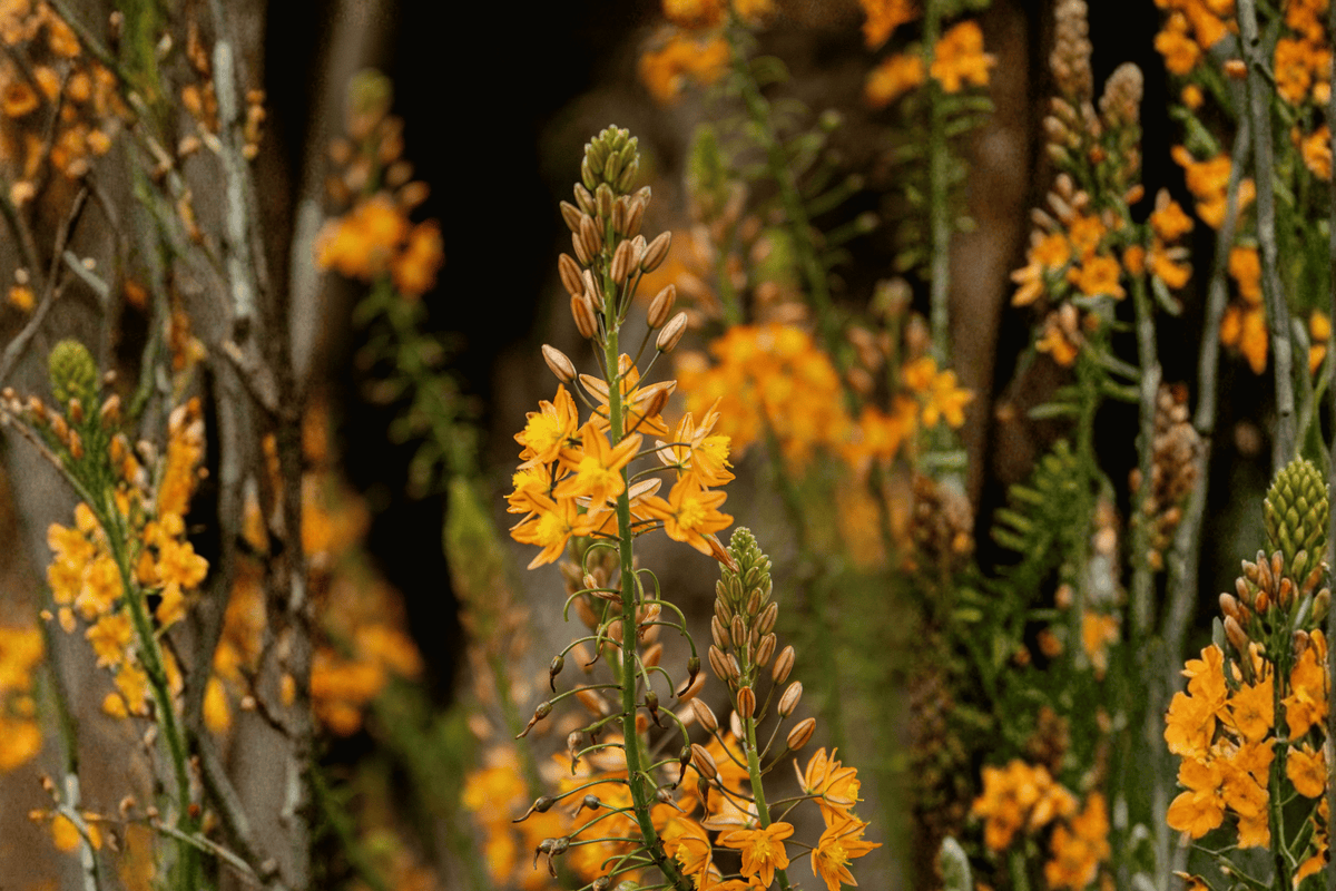 Hallmark Bulbine Bulbine frutescens 'Hallmark' - 1 Gallon Live Plant