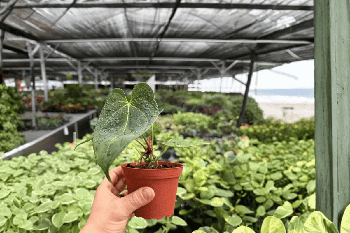 Anthurium Papi x Norte 2 Live Plants in 4-Inch Pots