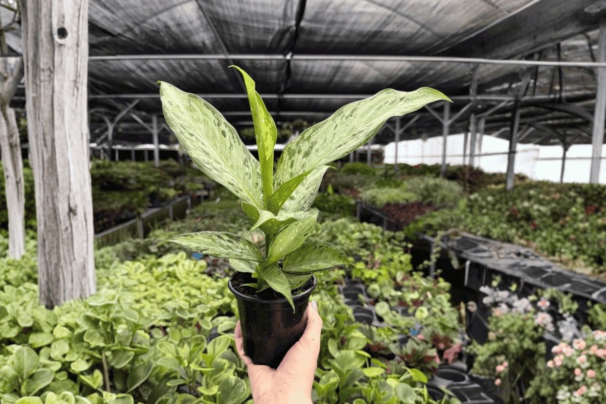 Dieffenbachia Tiki Dieffenbachia Tiki Live Plant - 4-Inch Pot - 2 Plants