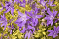 Dickson’s Gold Bellflower Campanula garganica (Dickson’s Gold) – 4-Inch Pot, 1 Live Plant