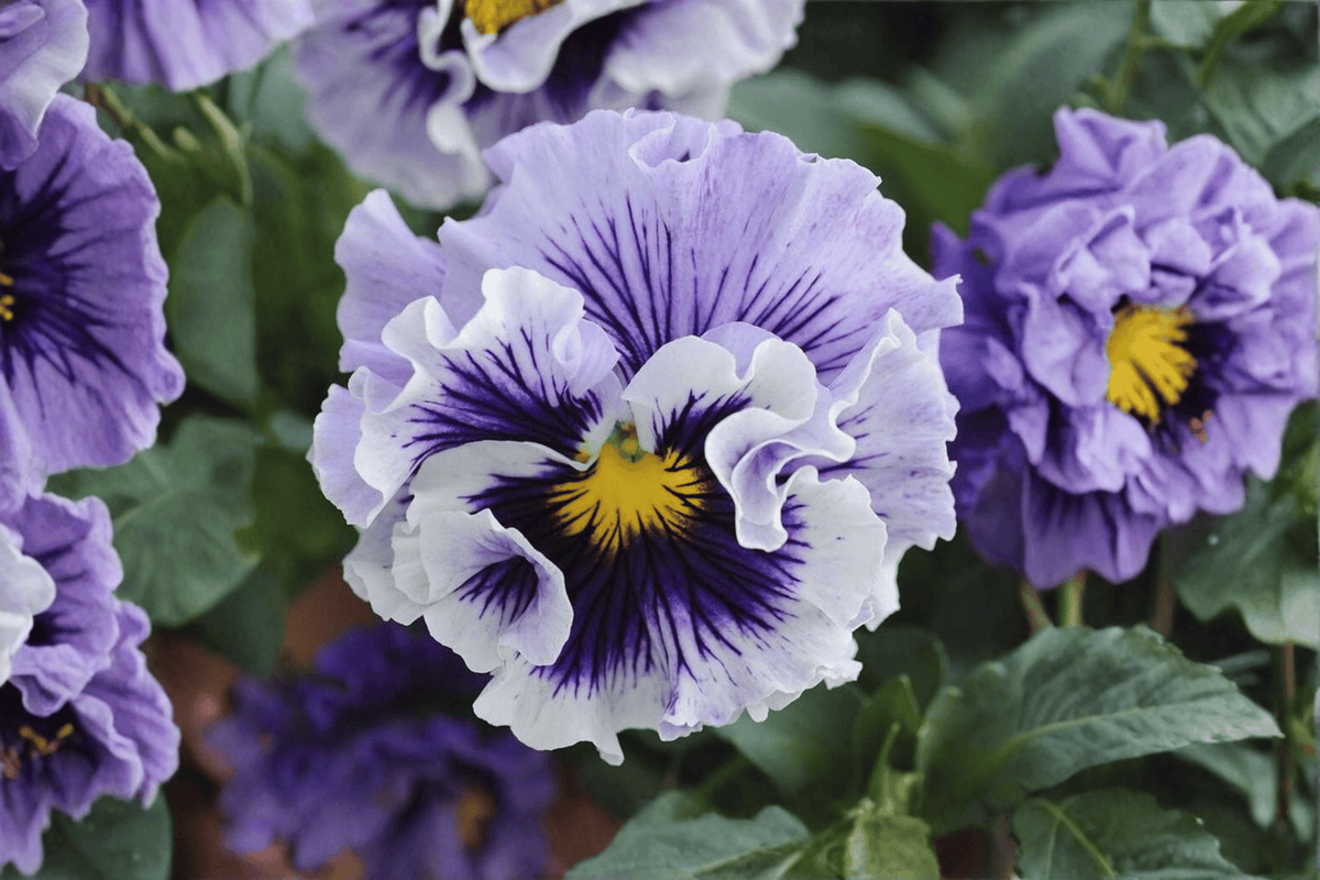 Ruffles Soft Lavender Pansy Live Plant - 4-Inch Pot