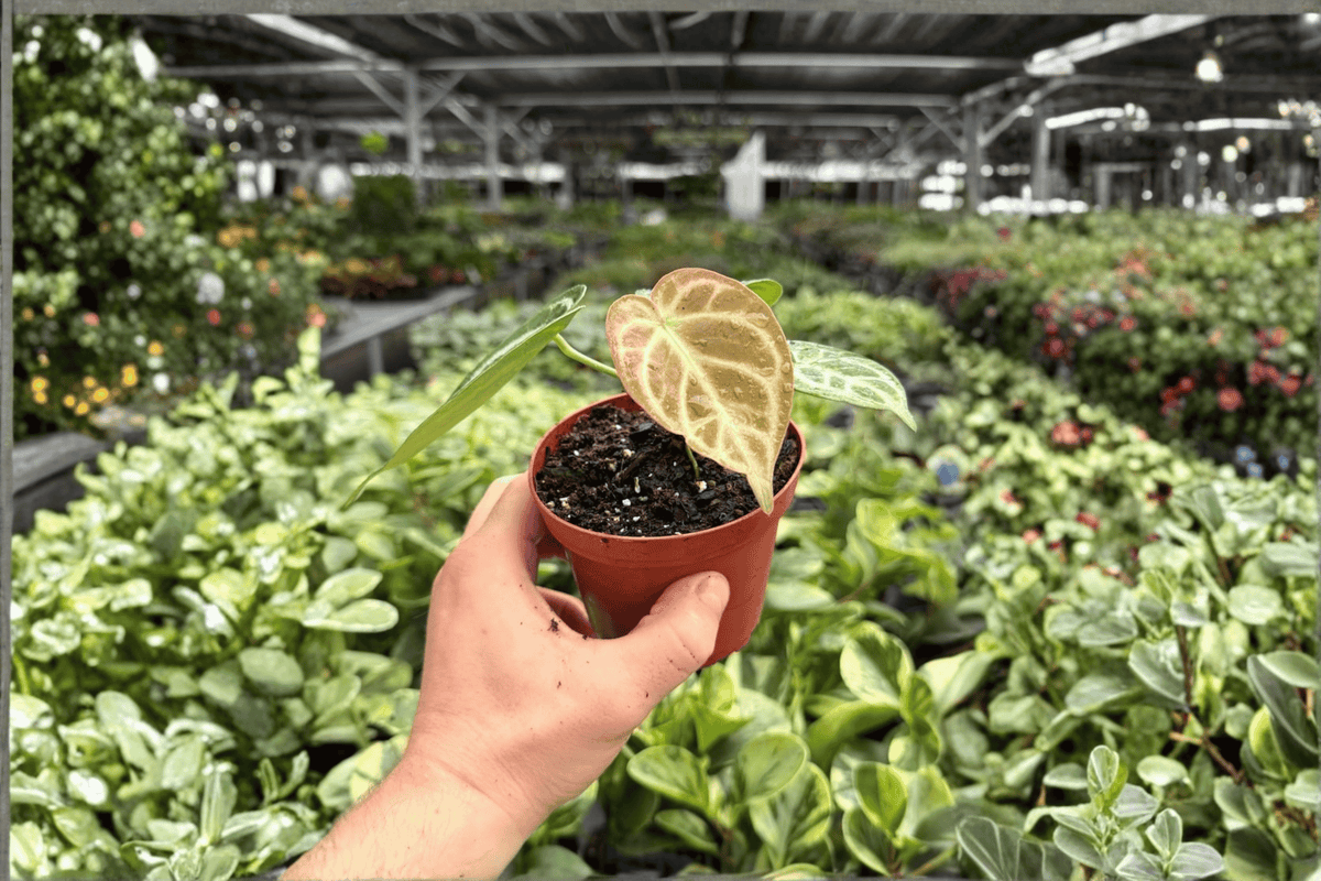 Anthurium Silver Tiger x Silver Blush - 2 Live Plants in 4-Inch Pots