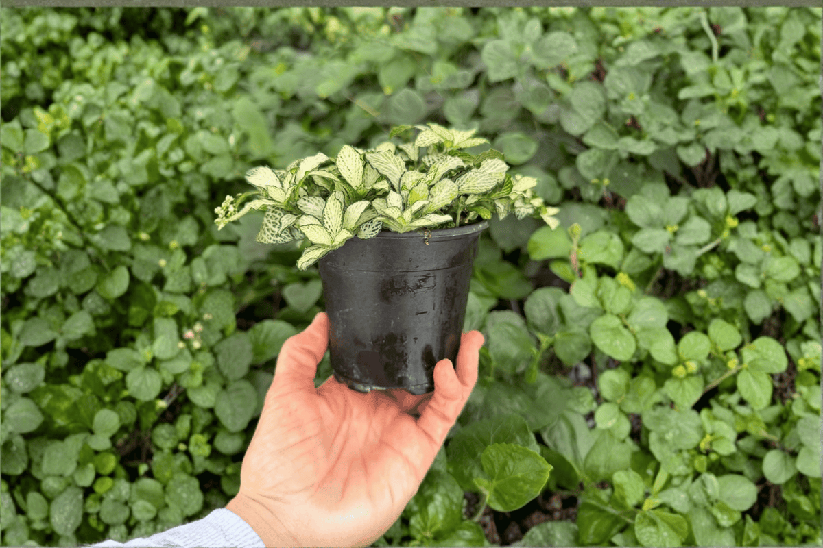 Snow Anne Fittonia (Nerve Plant) - 2 Live Plants in 4-Inch Pots