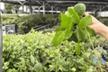 Hoya Quinquenervia - 2 Live Plants in 4-Inch Pots (Exact Plants Shipped in Pots)